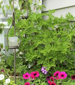 citronella-geranium-deck-cloversgarden