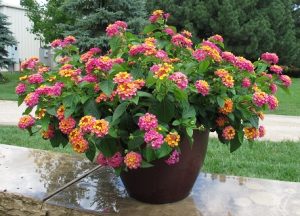 Lantana grows big and beautiful all summer long.