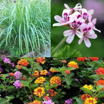 Mosquito Repellent Plants - Mosquito Trio | Mosquito Naturals from Clovers Garden | Chicago, IL