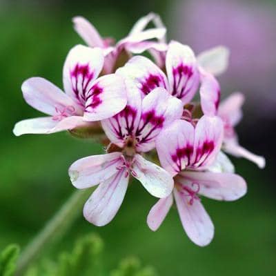 Mosquito Repellent Plants - Citrosa Geranium | Mosquito Naturals from Clovers Garden | Chicago, IL