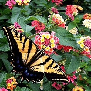 Mosquito Repellent Plants - Lantana Camara | Mosquito Naturals from Clovers Garden | Chicago, IL