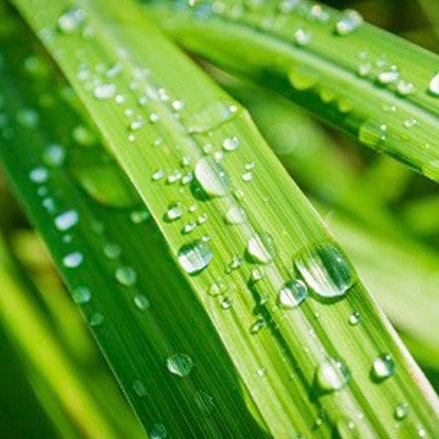 Mosquito Repellent Plants - Lemongrass | Mosquito Naturals from Clovers Garden | Chicago, IL