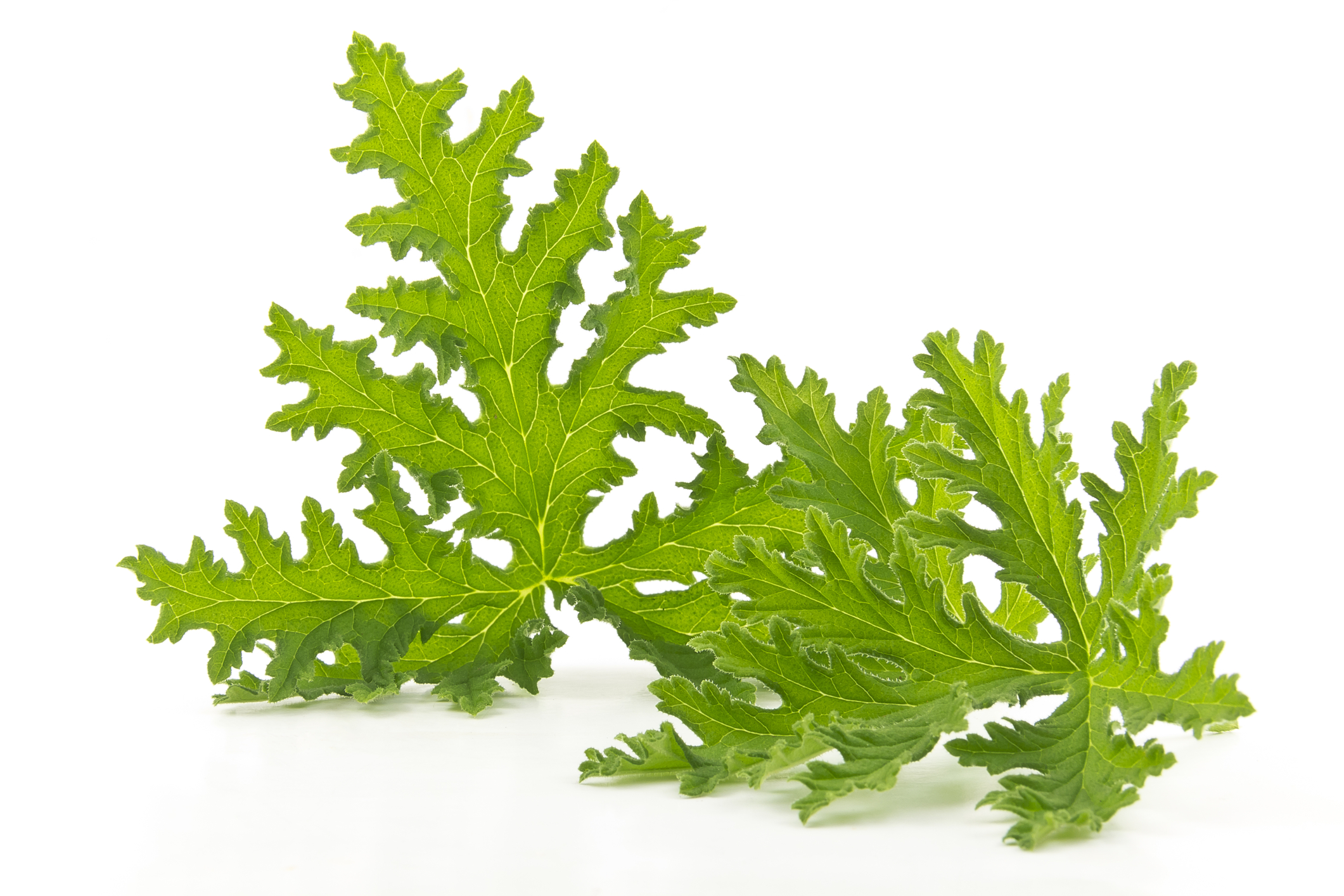 Fresh citronella geranium leaves &mdash; a natural mosquito repellent plant