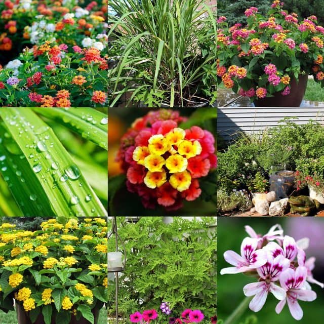 <span class="atmosphere-large-text">Mosquito Repellent Plants</span><span class="intro">Mosquito Repellent Plants</span>
