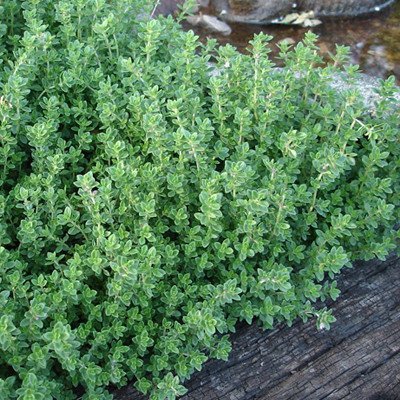 Mosquito Repellent Plants - Creeping Lemon Thyme | Mosquito Naturals from Clovers Garden | Chicago, IL